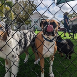 puppies in a fenced-in pet park